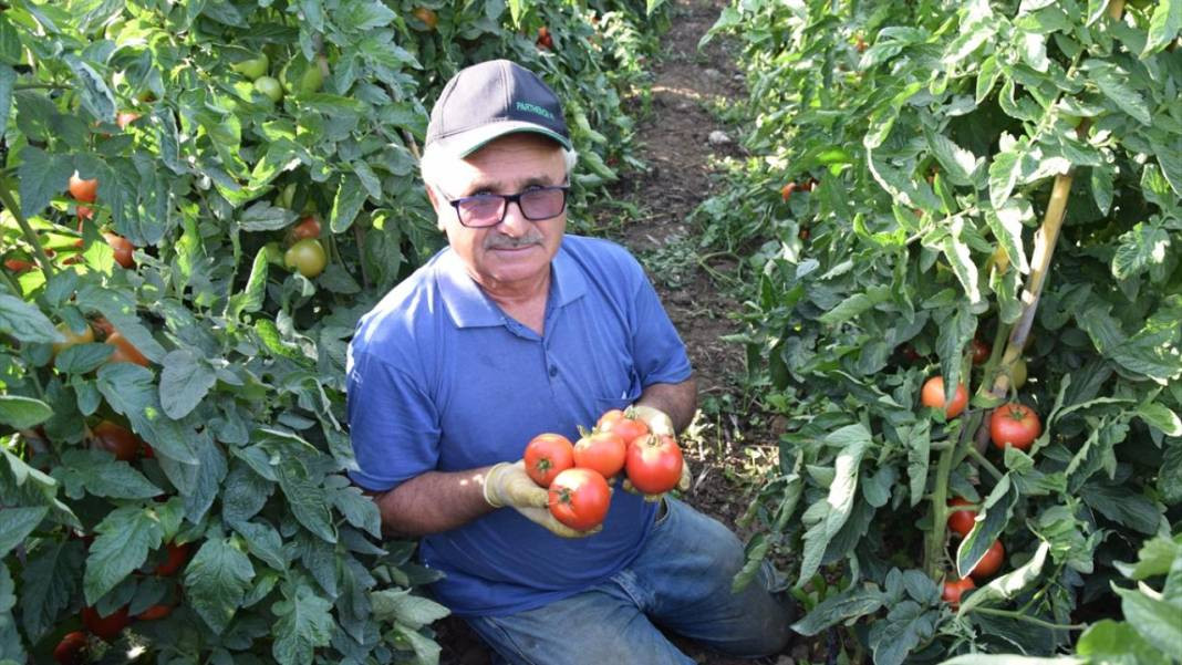 10 köydeki 2500 dekara ekildi tarlada kilosu 15 TL'den satılıyor. Köylü bayram ediyor şafak vakti topluyor - Resim: 12